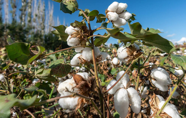 The challenges of an ever so complex cotton supply chain