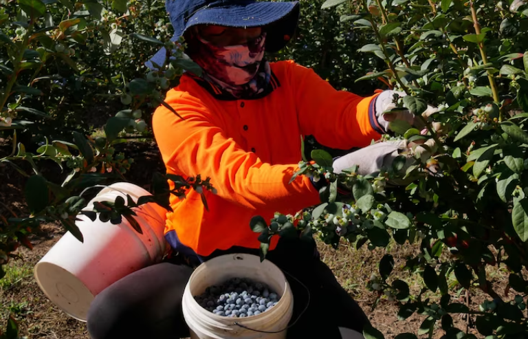 NSW inquiry to probe modern slavery risk for regional migrant workers