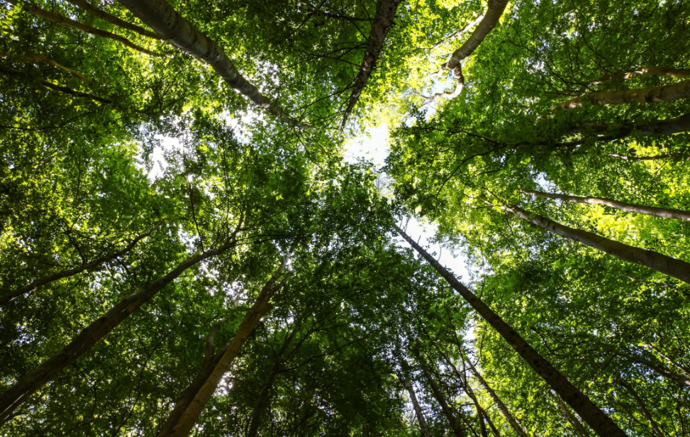 European Union: Parliament gives green light to postpone compliance timelines of CSRD and CSDDD